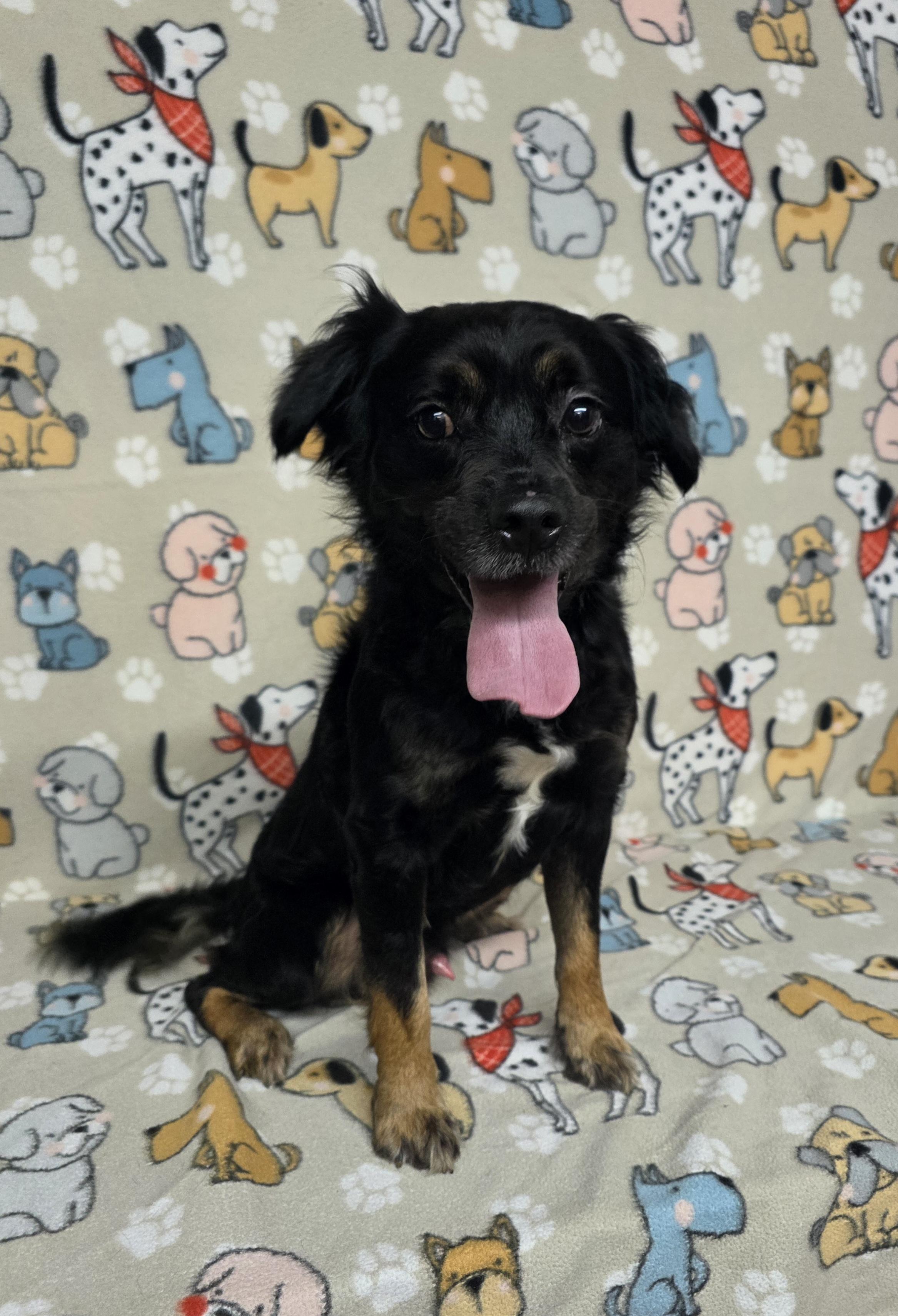 Johnny, an adopted mixed breed in Dallas, GA image 1/4