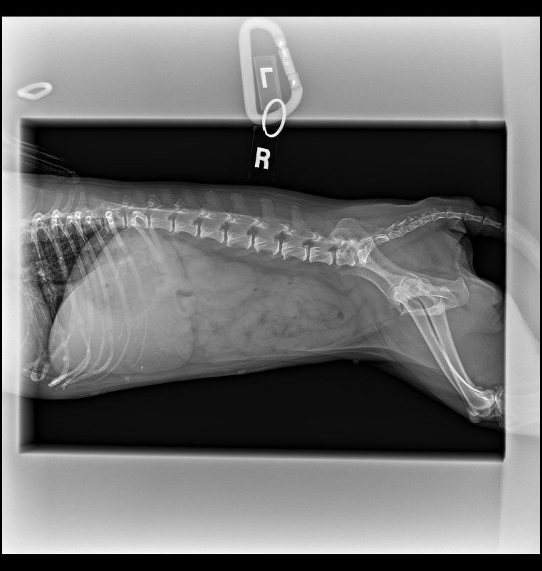 Enlarge Snubble, a Adoptable Pug in Gardena, CA image 2/6