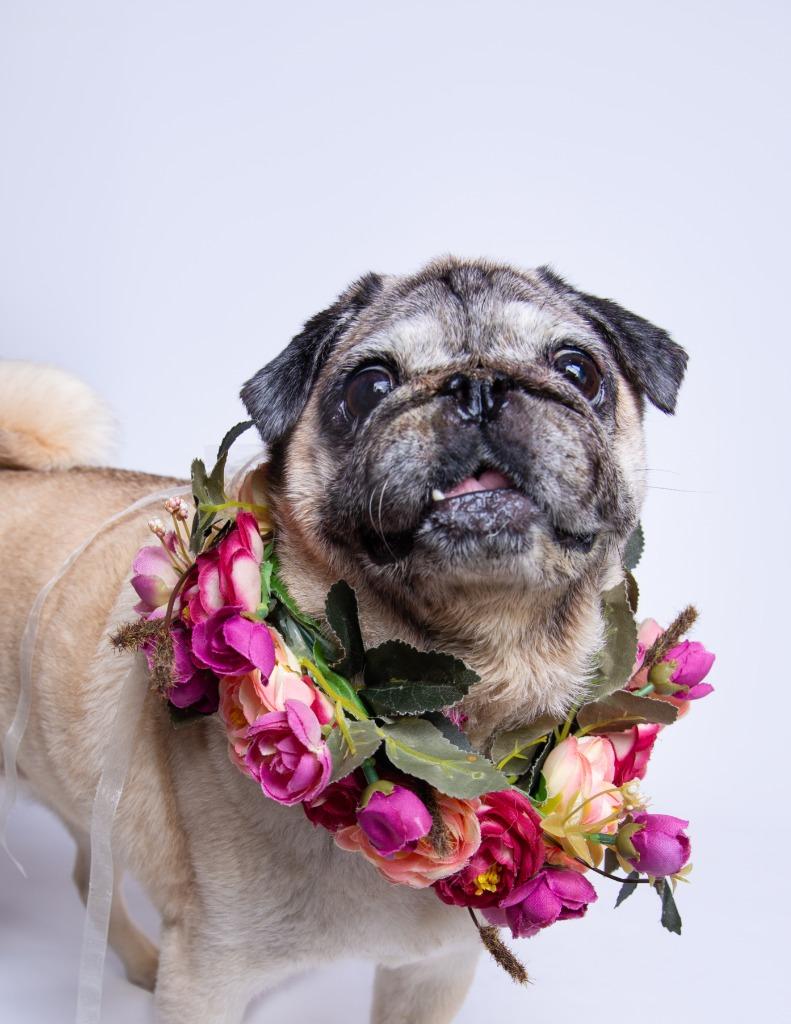 Enlarge Snubble, a Adoptable Pug in Gardena, CA image 2/6