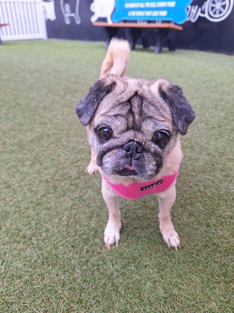 Enlarge Snubble, a Adoptable Pug in Gardena, CA image 3/6