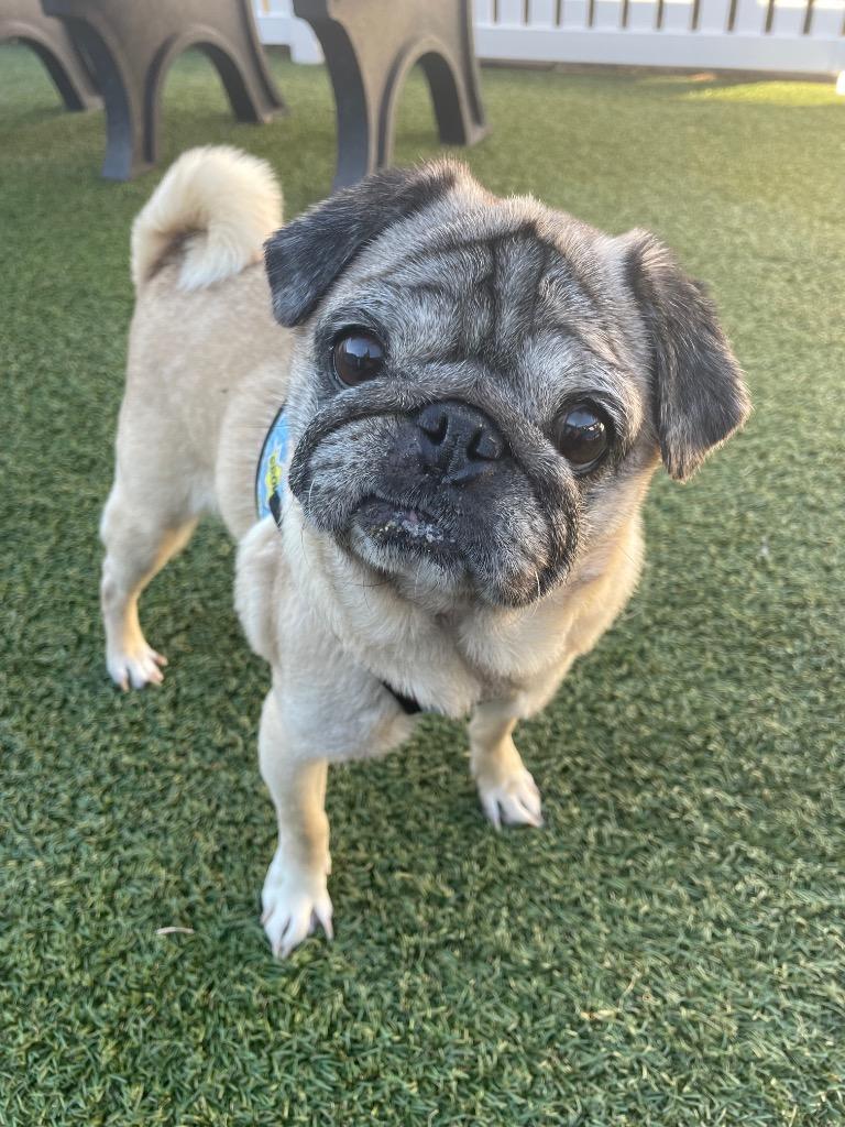 Enlarge Snubble, a Adoptable Pug in Gardena, CA image 5/6