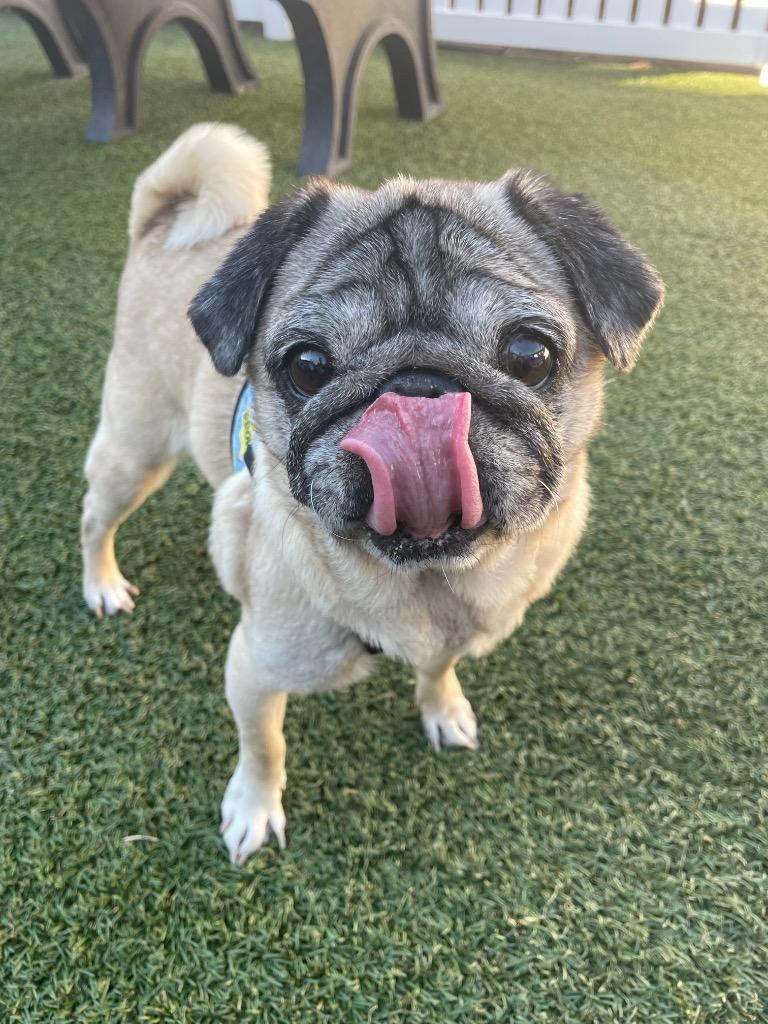 Enlarge Snubble, a Adoptable Pug in Gardena, CA image 4/6