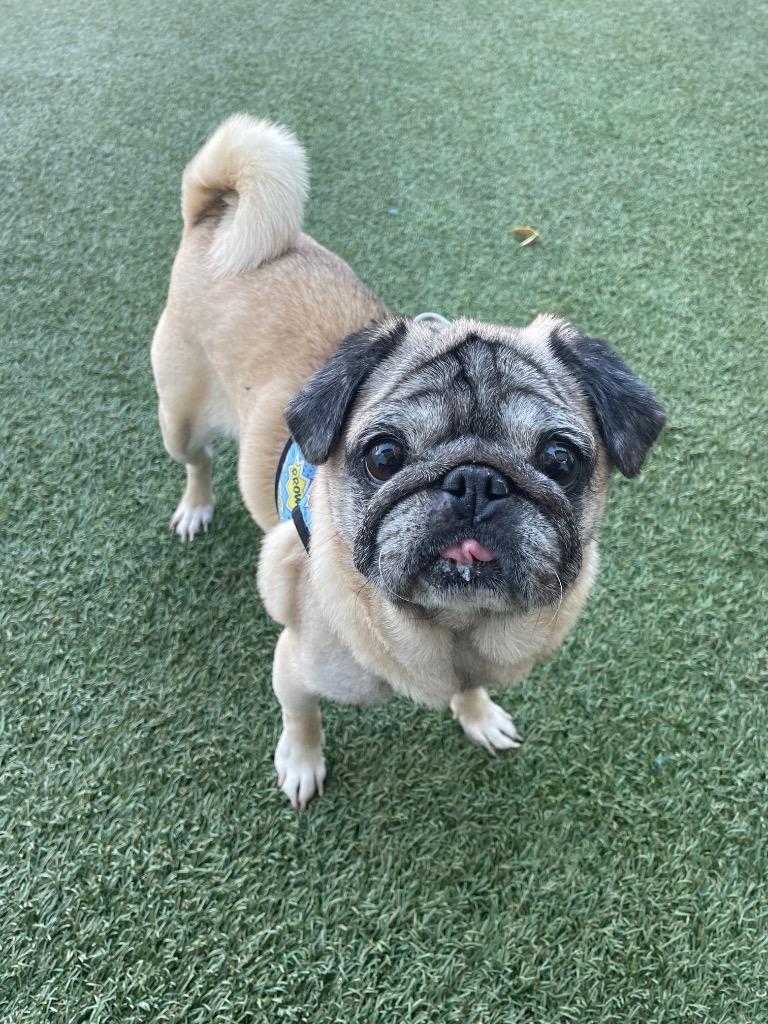 Enlarge Snubble, a Adoptable Pug in Gardena, CA image 5/6