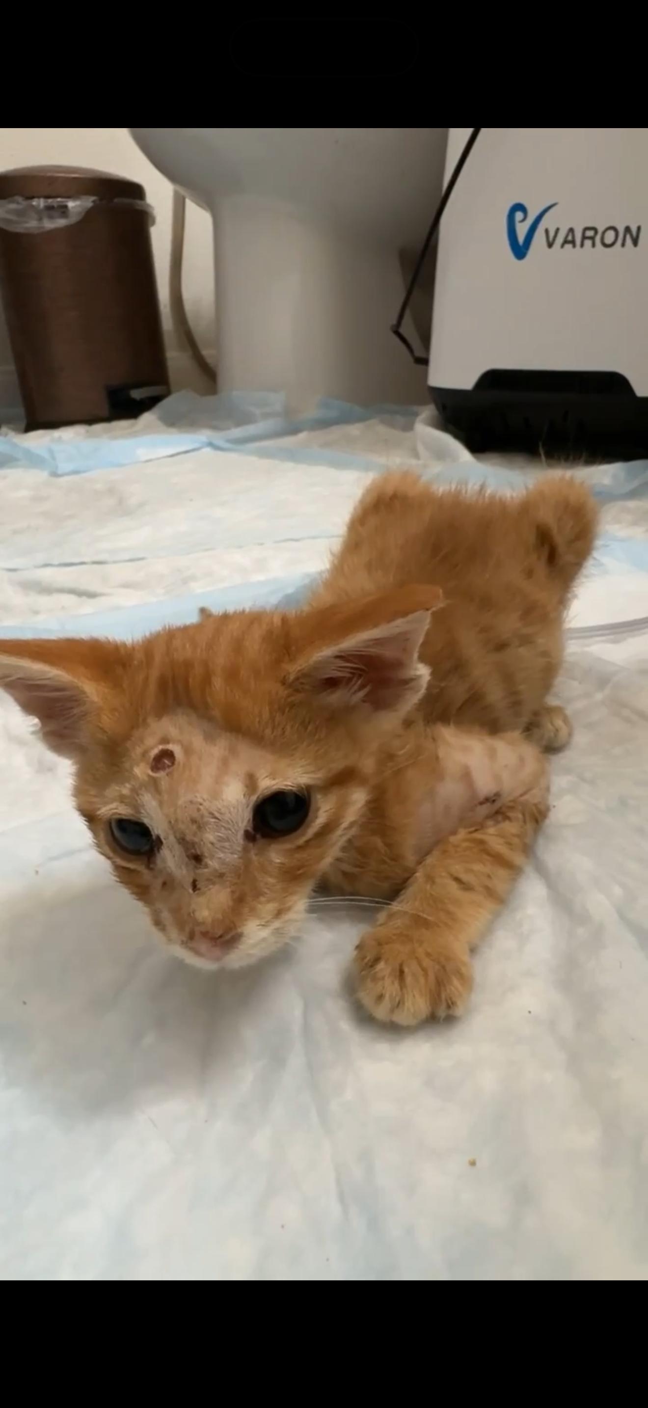 Shamus, ADOPTABLE, Young Male Domestic Short Hair.