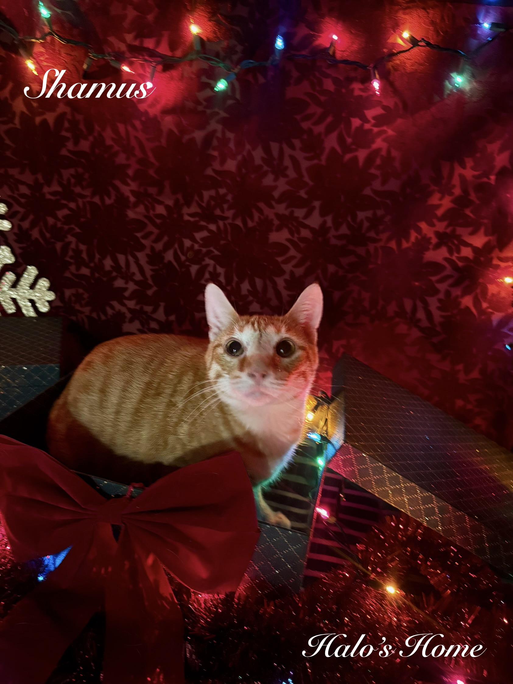 Shamus, ADOPTABLE, Young Male Domestic Short Hair.