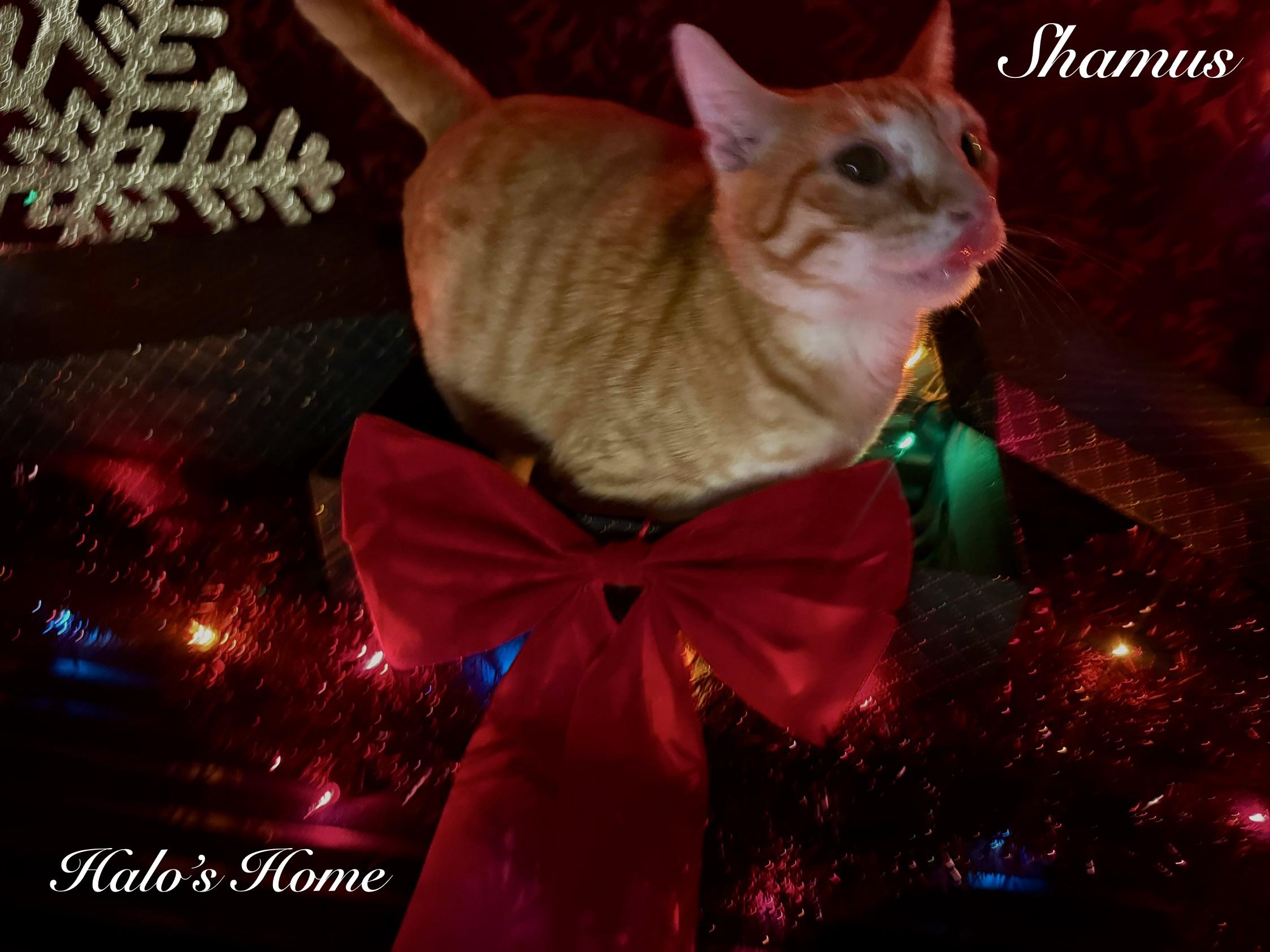 Enlarge Shamus, a ADOPTABLE Domestic Short Hair in Sunbright, TN image 4/5