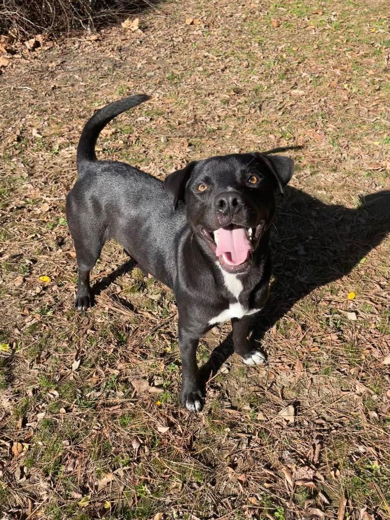 Enlarge Timothée, a Adoptable mixed breed in Mena, AR image 1/1