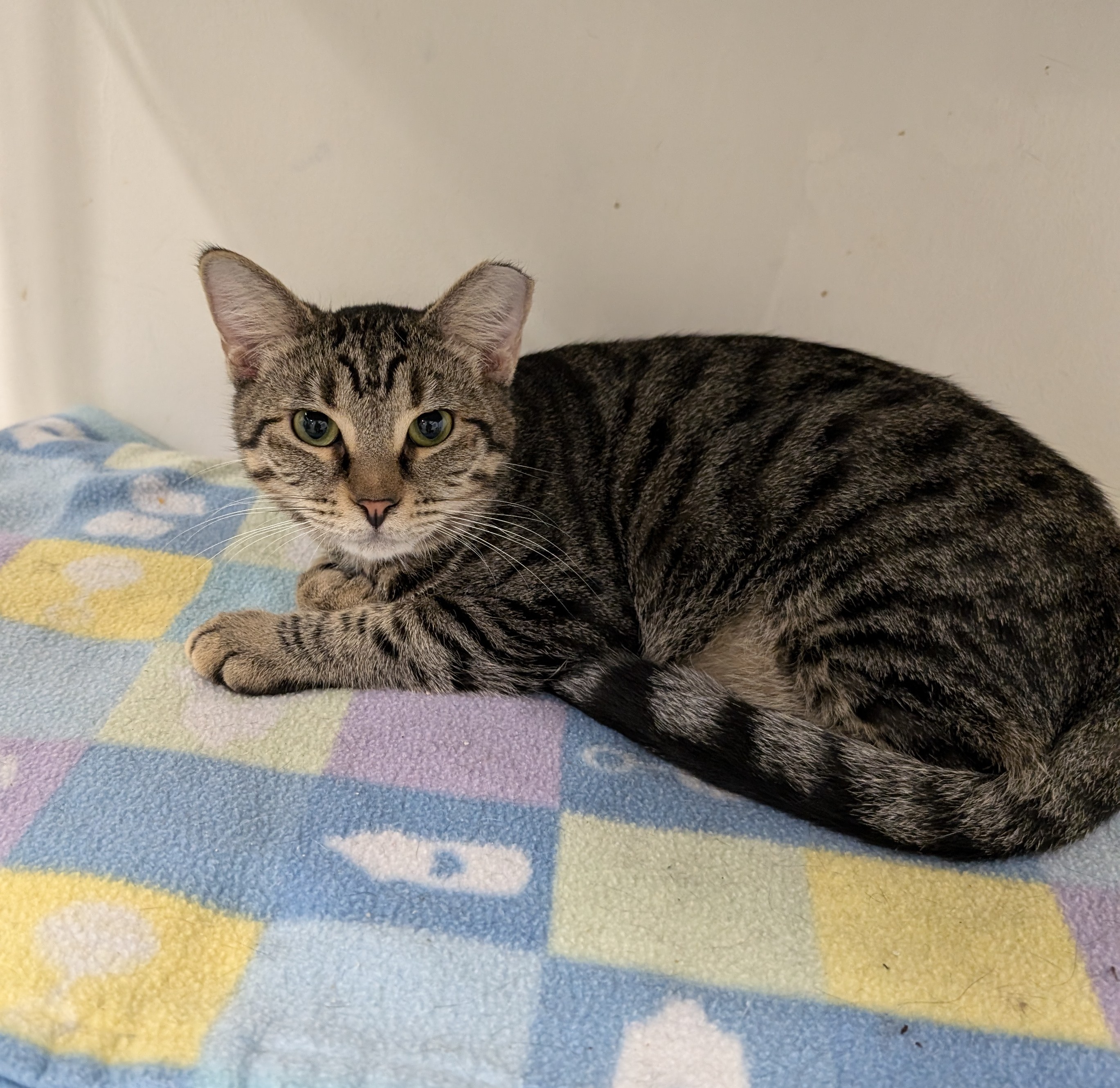 Sammy, a Adoptable mixed breed in West Palm Beach, FL image 6/6