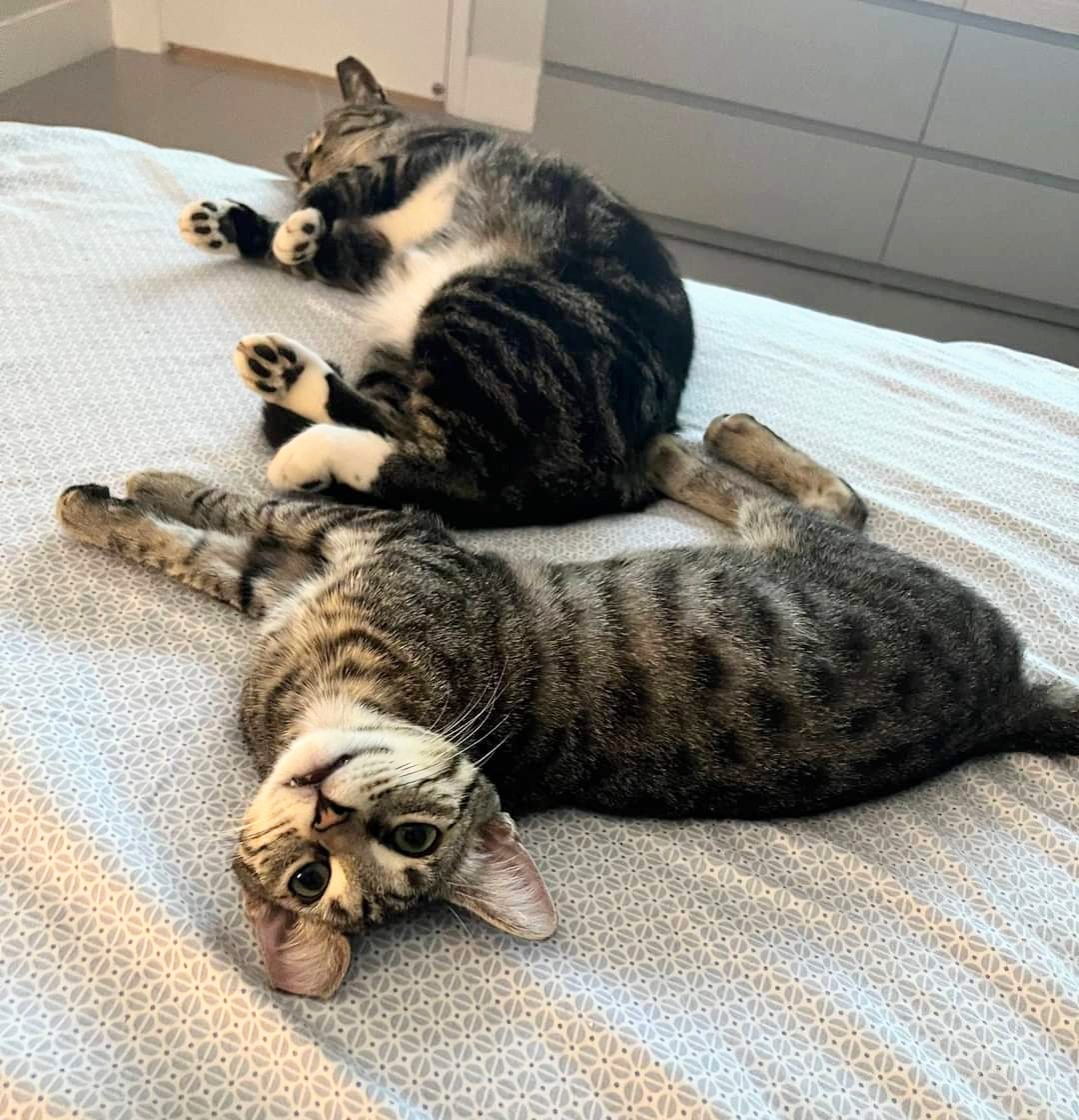 Sammy, a Adoptable mixed breed in West Palm Beach, FL image 5/6