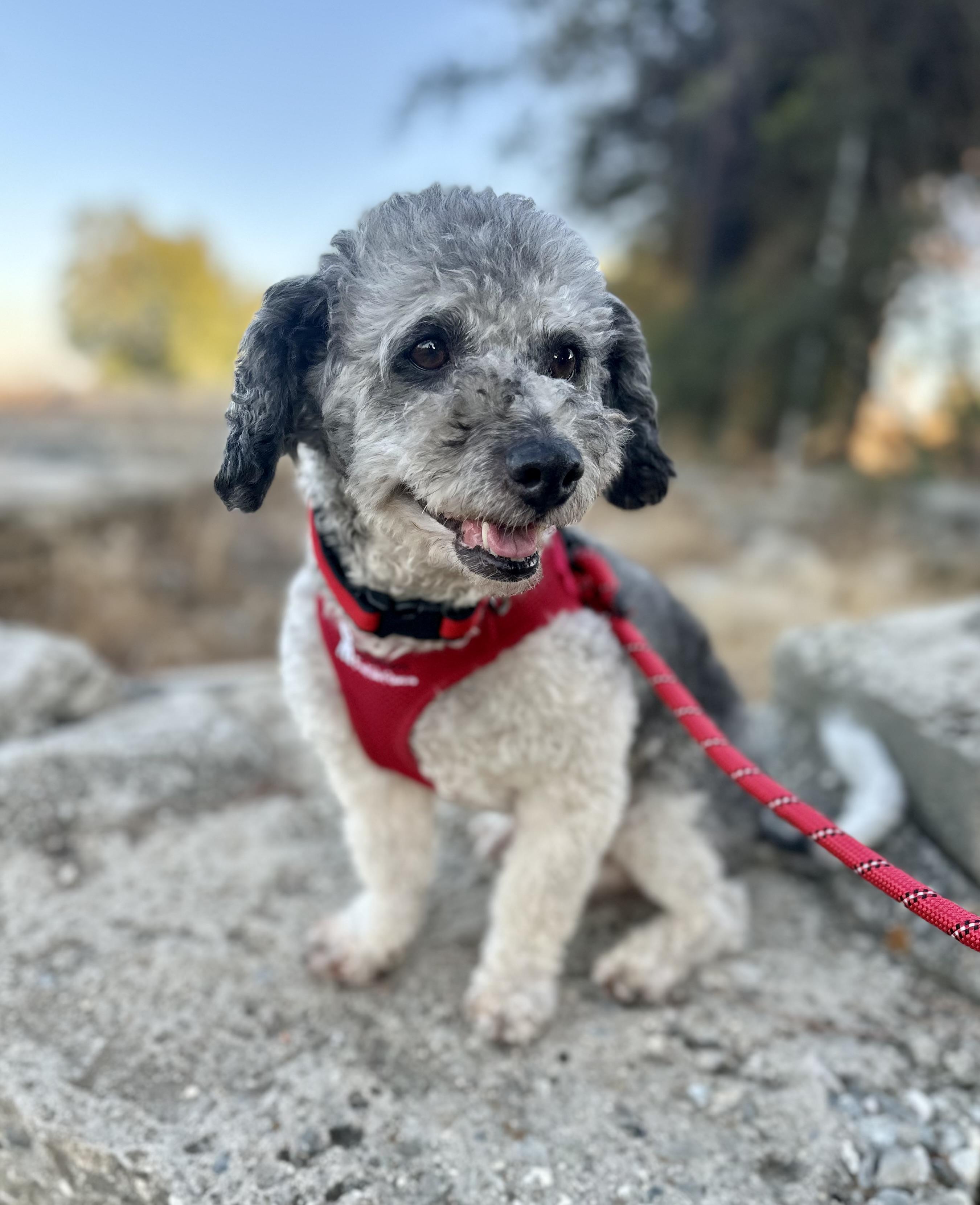 Remarkable Remy, an adoptable Havanese in Carlsbad, CA, 92009 | Photo Image 1