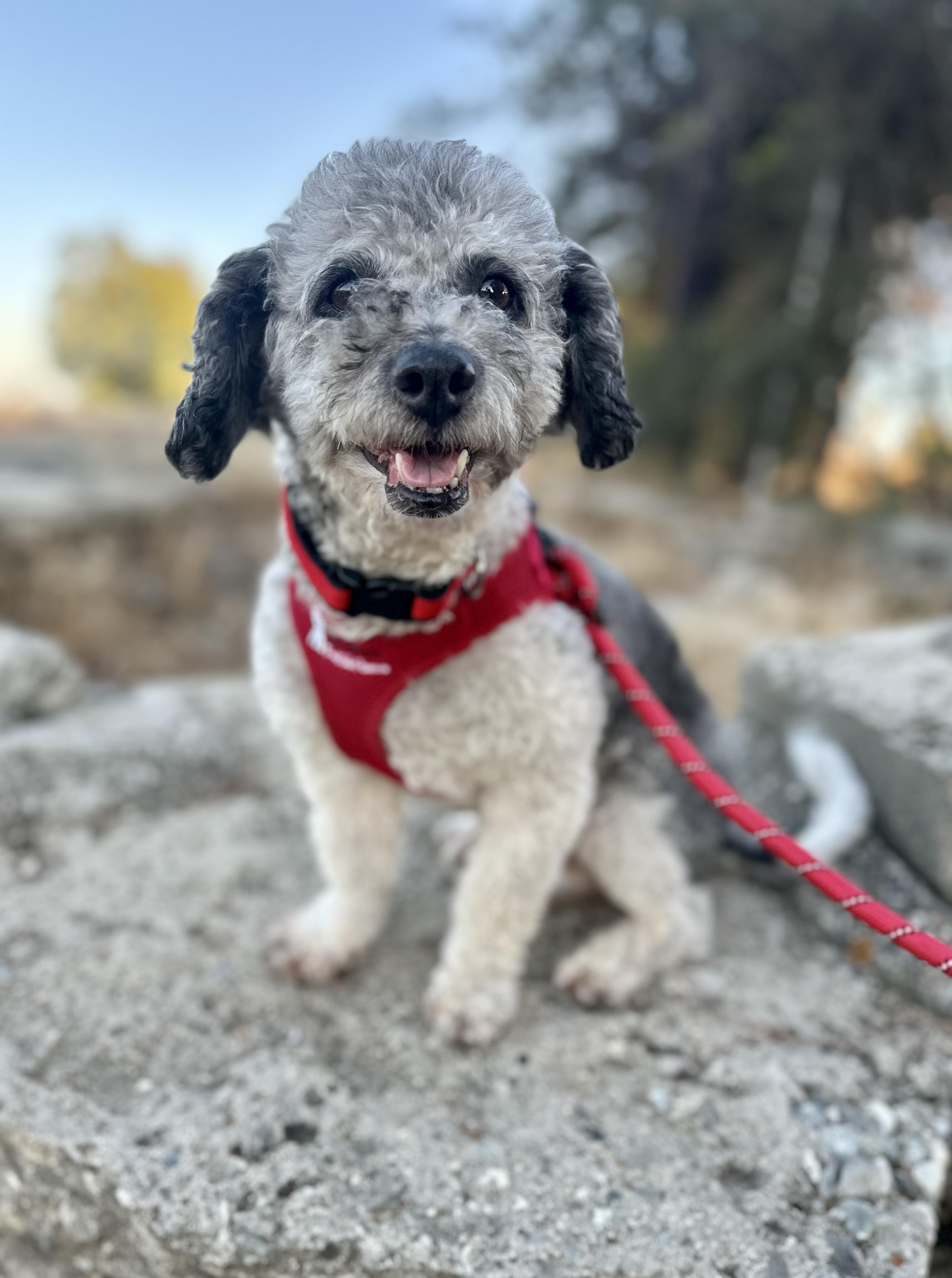 Remarkable Remy, an adoptable Havanese in Carlsbad, CA, 92009 | Photo Image 4