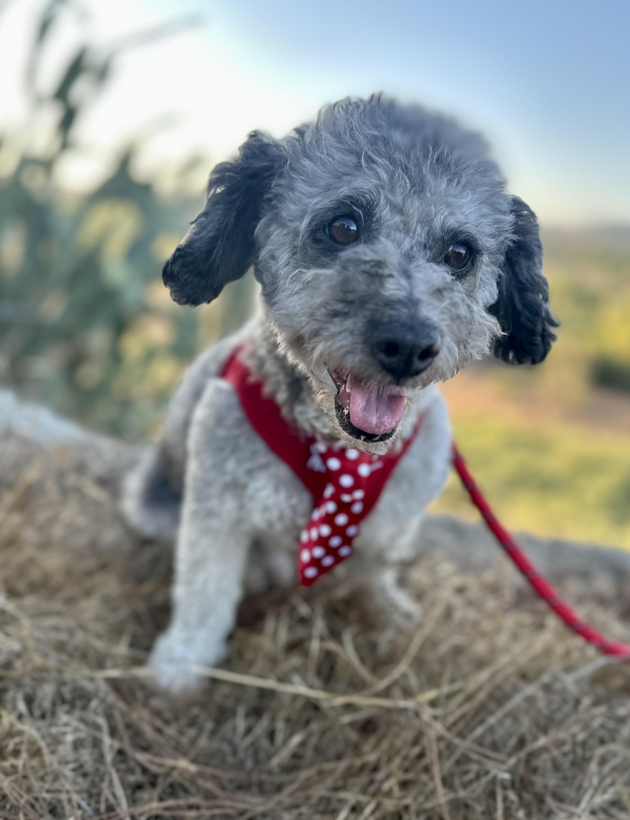 Remarkable Remy, an adoptable Havanese in Carlsbad, CA, 92009 | Photo Image 3