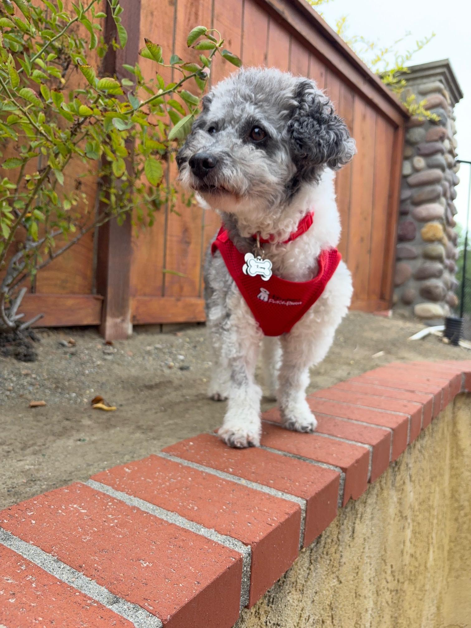 Remarkable Remy, Adoptable, Adult Male Havanese.