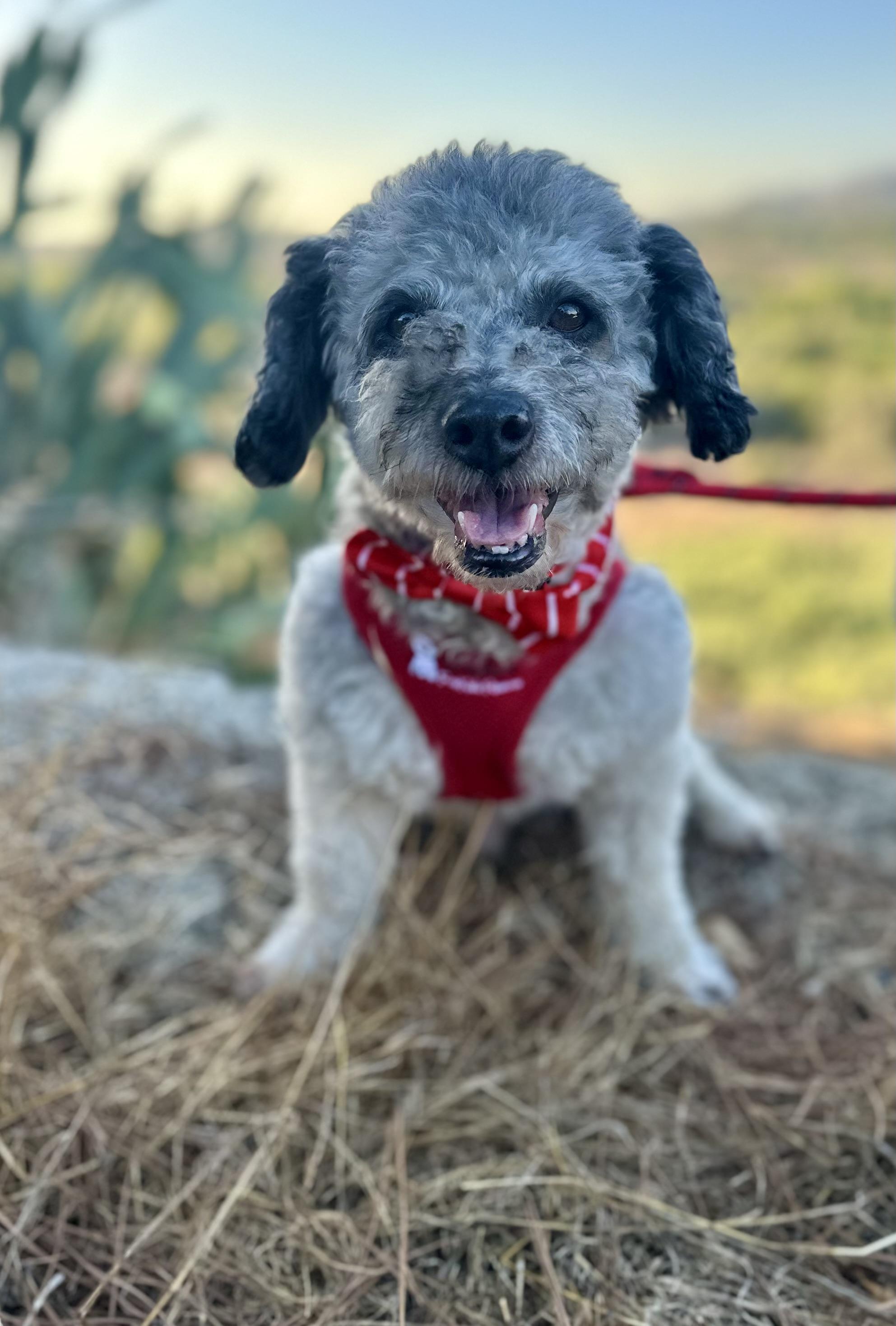 Remarkable Remy, an adoptable Havanese in Carlsbad, CA, 92009 | Photo Image 2
