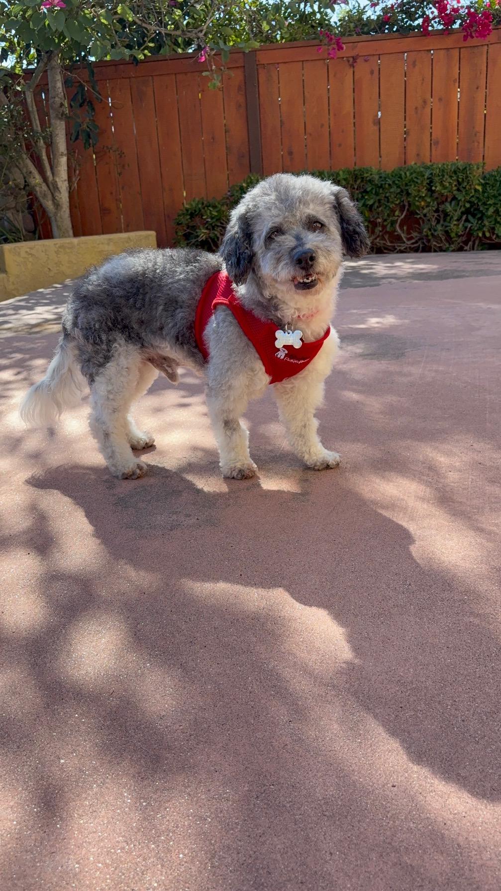 Remarkable Remy, a Adoptable Havanese in Carlsbad, CA image 2/3