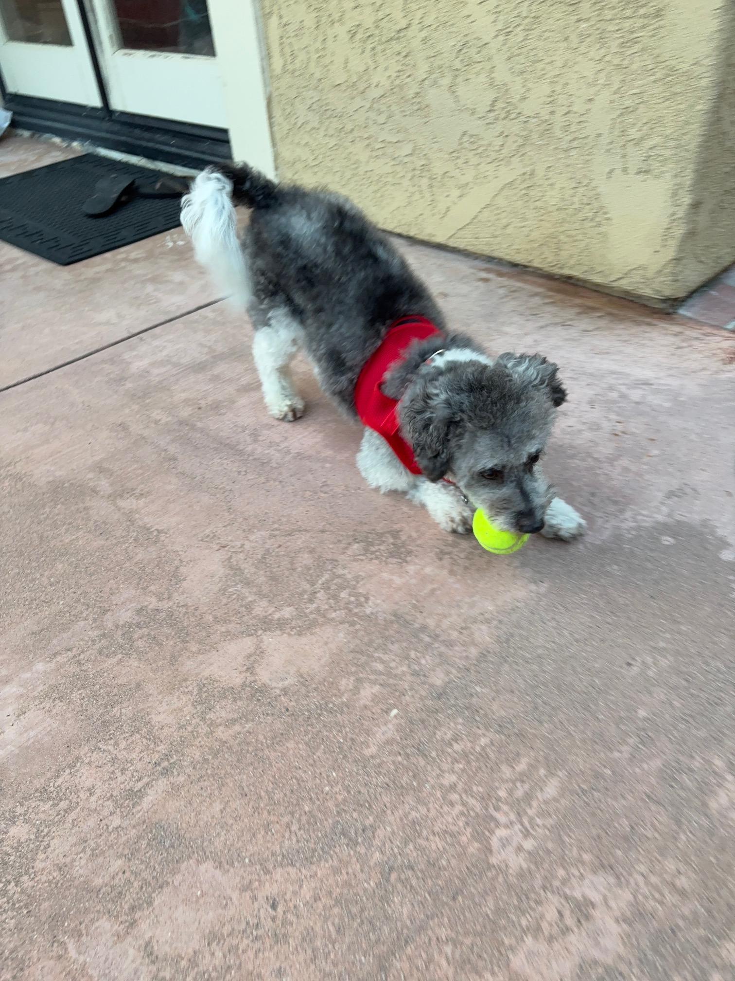Remarkable Remy, a Adoptable Havanese in Carlsbad, CA image 3/3