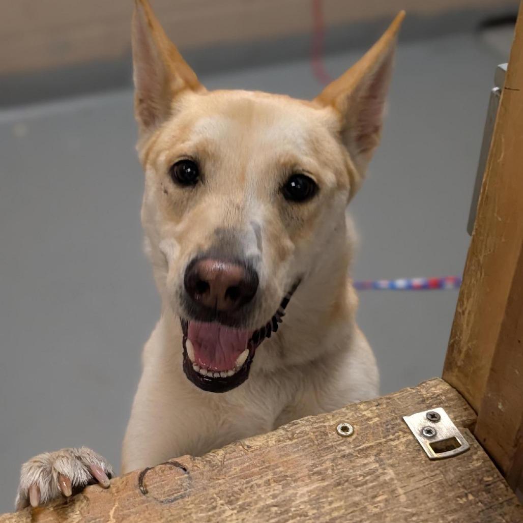 Arwen, Adoptable, Adult Female Yellow Labrador Retriever & Mixed Breed.