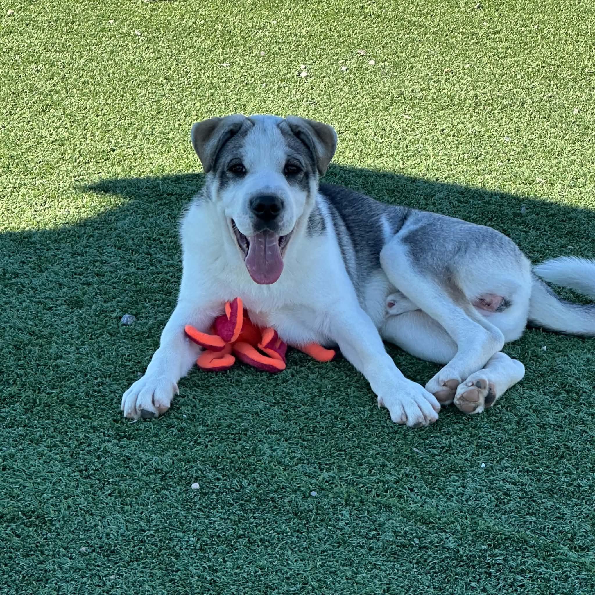 Enlarge Jack, a Adoptable mixed breed in Truth or Consequences , NM image 4/5