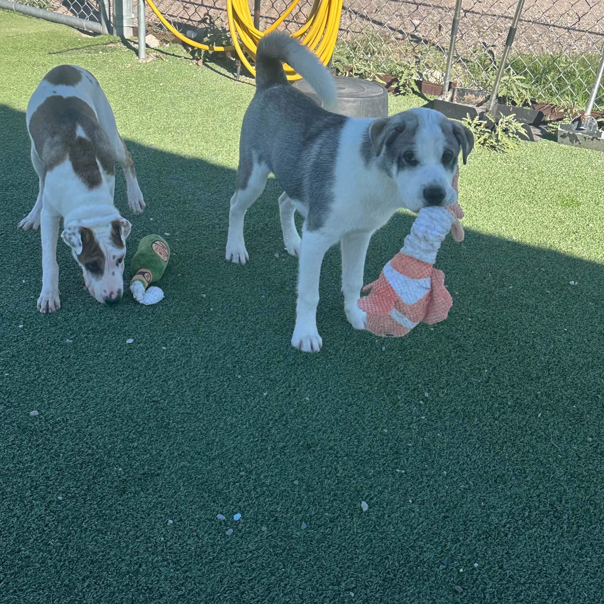 Enlarge Jack, a Adoptable mixed breed in Truth or Consequences , NM image 5/5