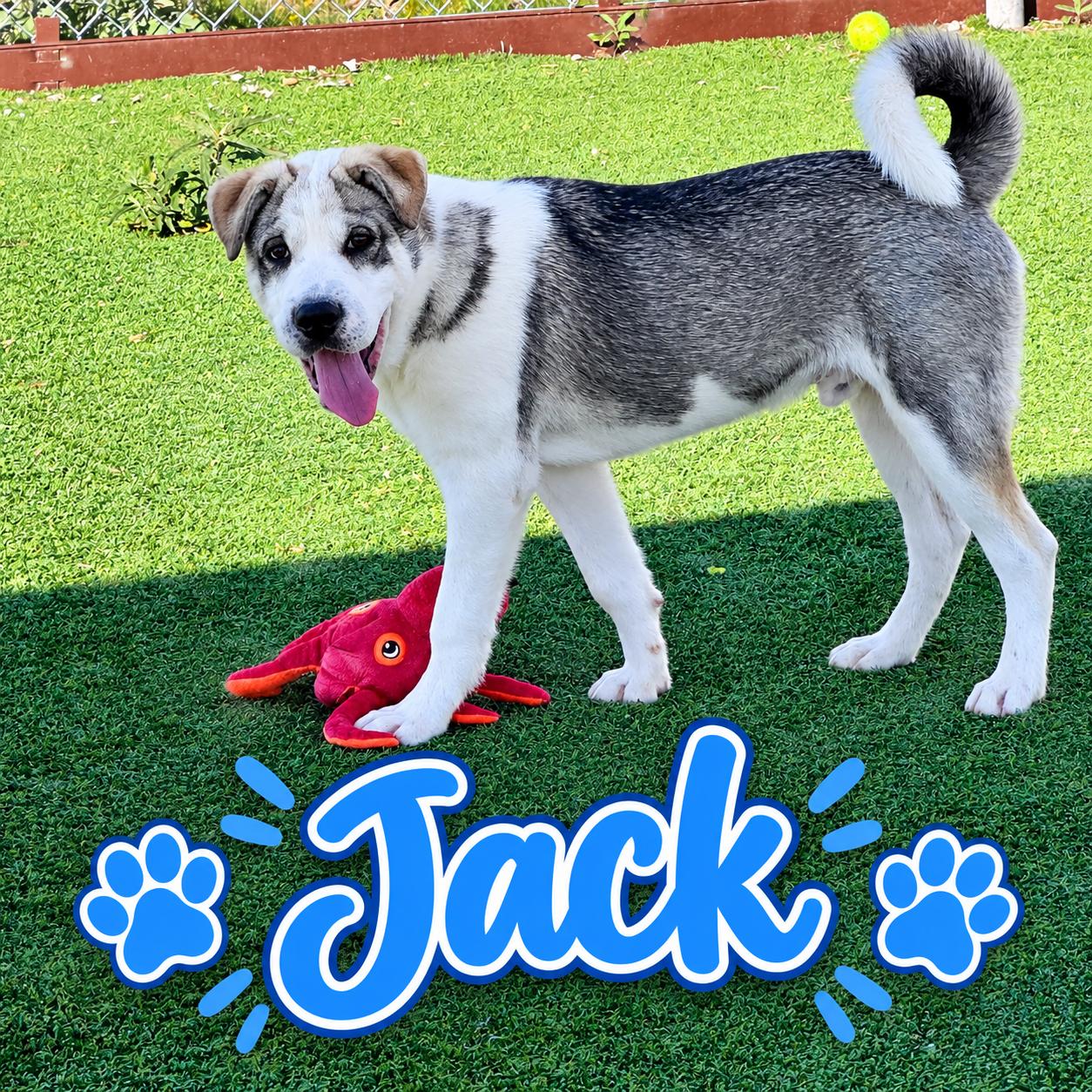 Jack, Adoptable, Young Male Shar-Pei & Husky.