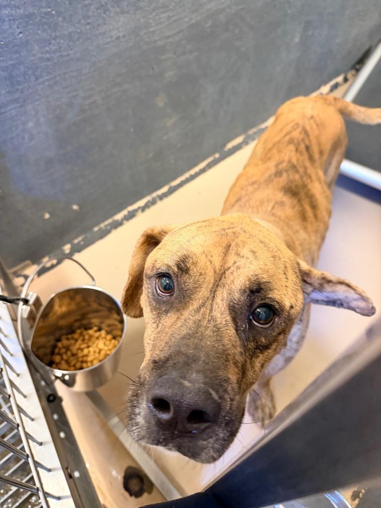 Monte, Adoptable, Adult Male Terrier.