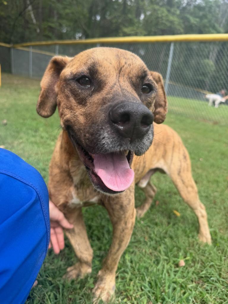 Enlarge Monte, a Adoptable Terrier in Mineral, VA image 2/2