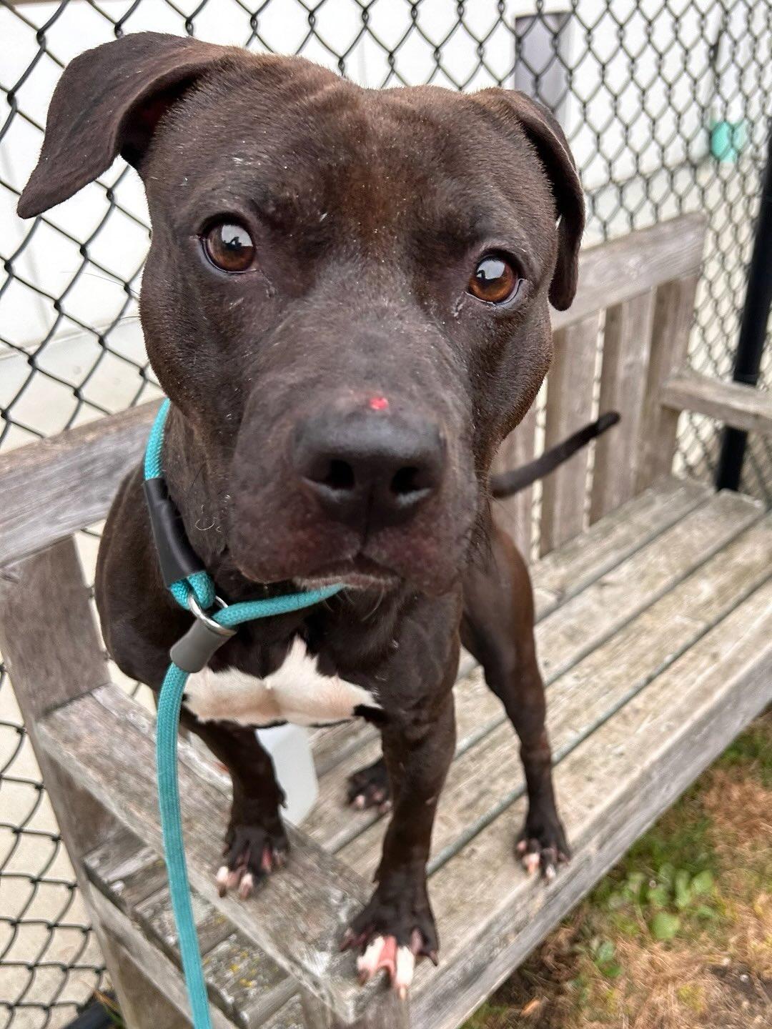 Zane Tag #1487, a Adoptable mixed breed in Central Islip, NY image 1/2