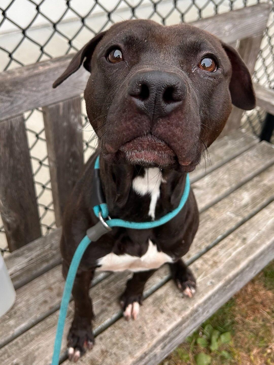 Zane Tag #1487, a Adoptable mixed breed in Central Islip, NY image 2/2