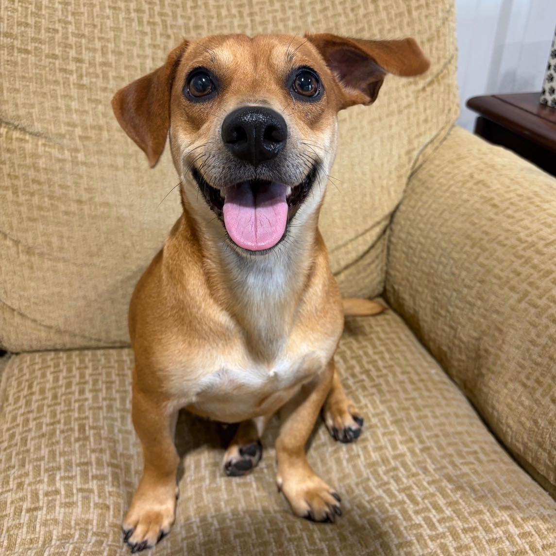 Jupiter, Adoptable, Adult Female Dachshund.