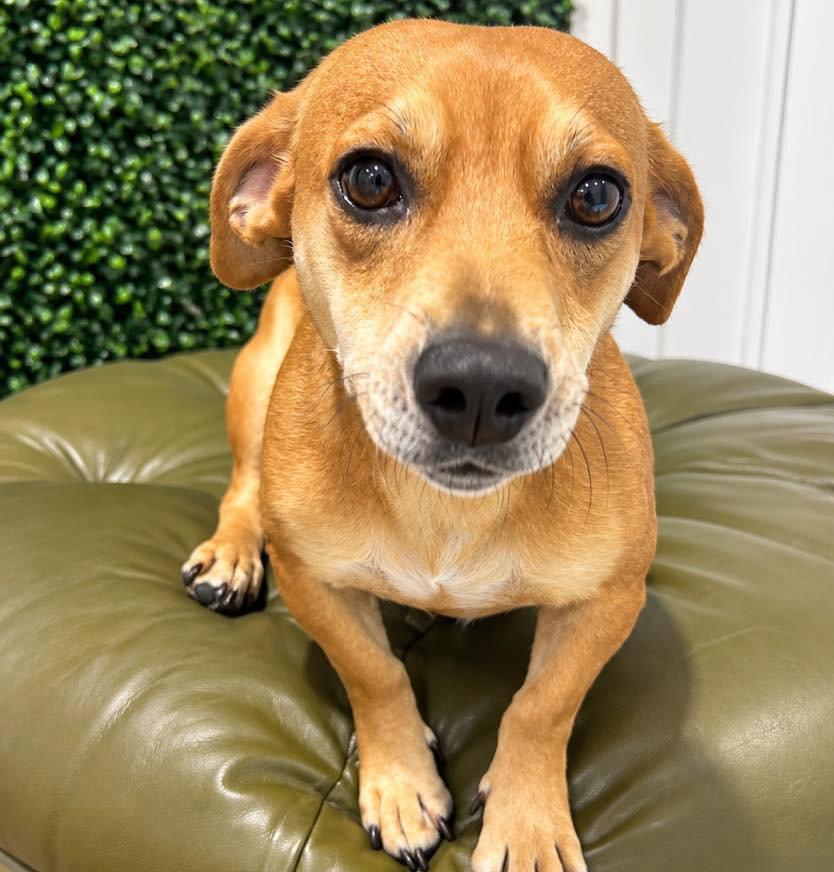 Enlarge Jupiter, a Adoptable Dachshund in Grand Bay, AL image 2/2