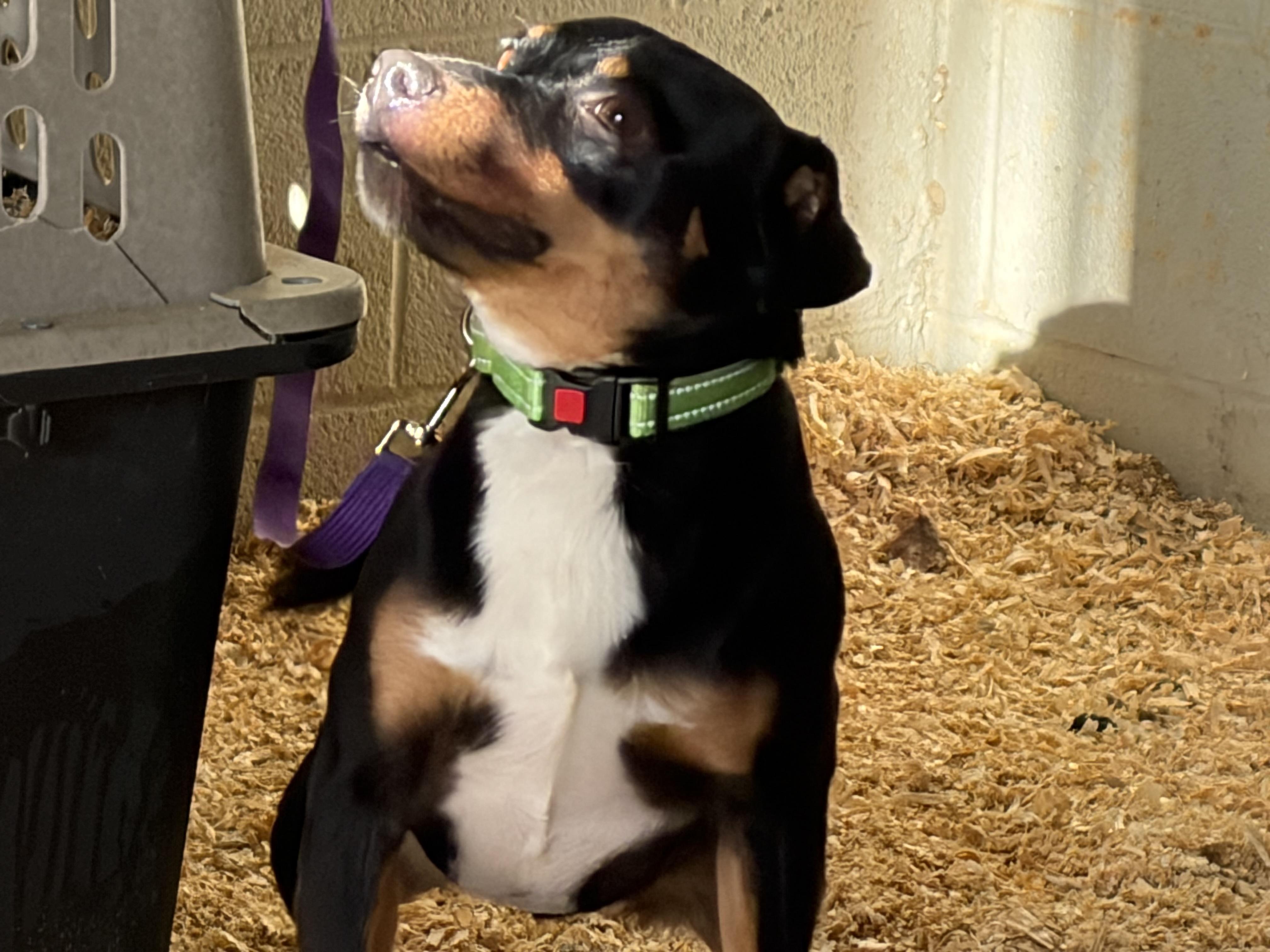 Pedro , an adoption pending Mixed Breed in Thibodaux, LA image 3/3