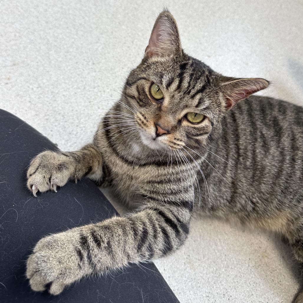 Enlarge Wilson, a Adoptable Domestic Short Hair in East Smithfield , PA image 1/6