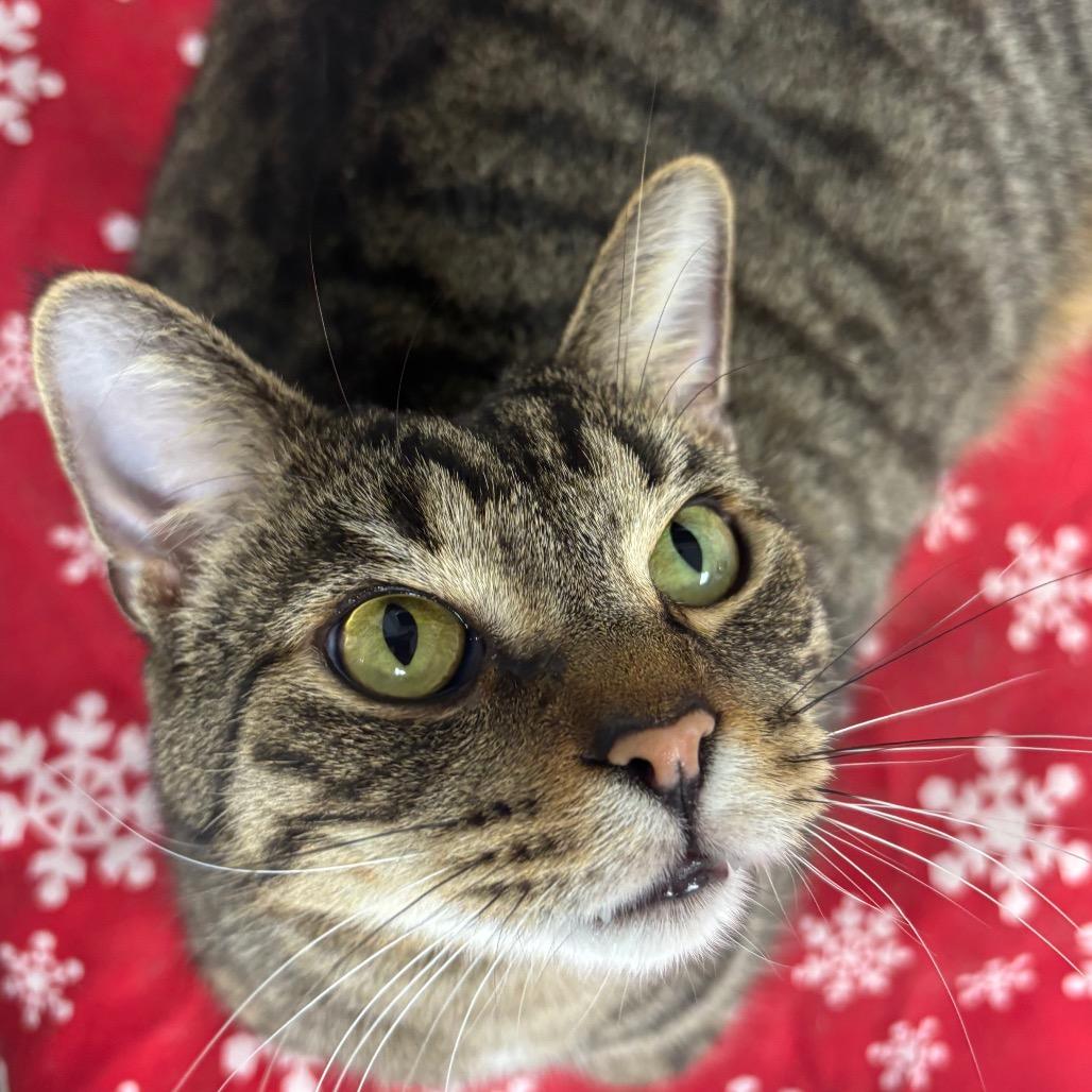 Enlarge Wilson, a Adoptable Domestic Short Hair in East Smithfield , PA image 3/6