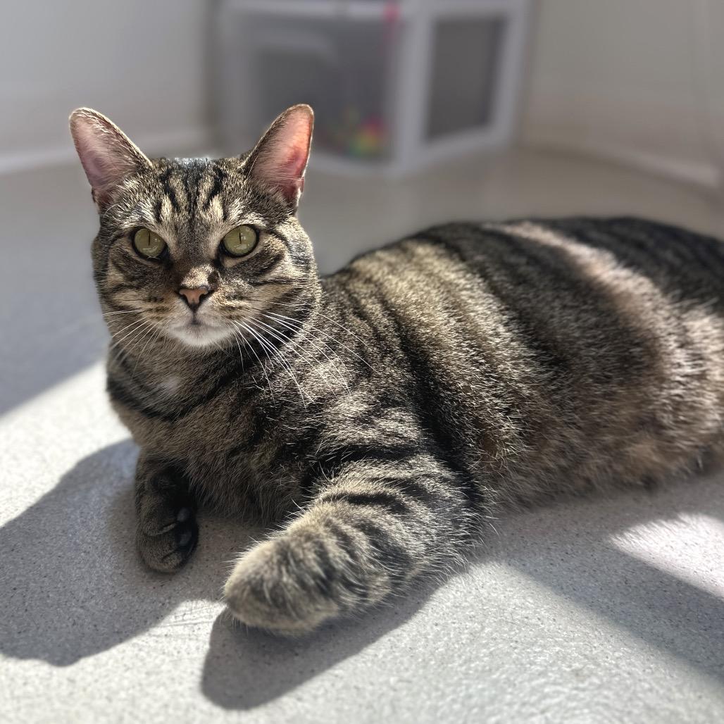 Enlarge Wilson, a Adoptable Domestic Short Hair in East Smithfield , PA image 4/6