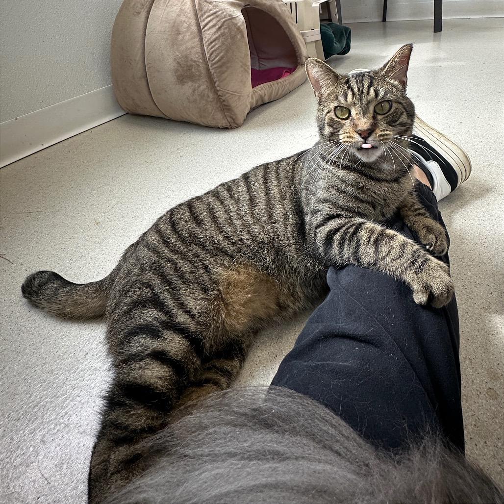 Enlarge Wilson, a Adoptable Domestic Short Hair in East Smithfield , PA image 6/6