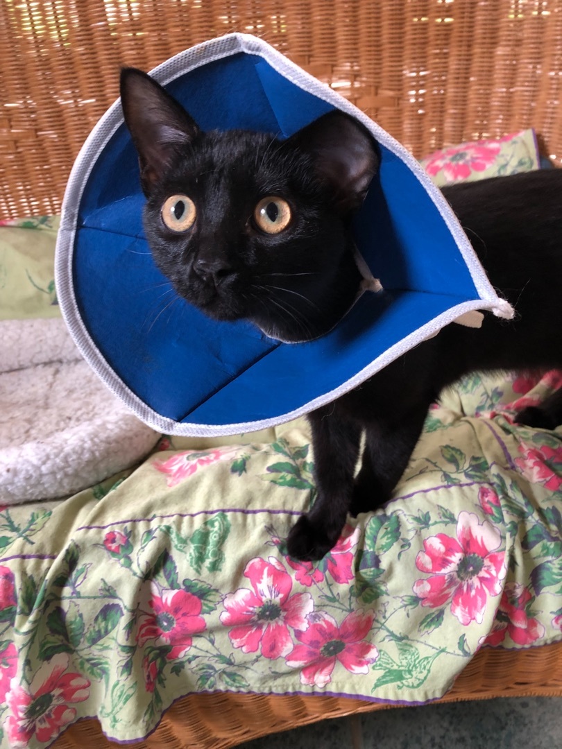 Ziggy Stardust, Adopted, Young Male Bombay & American Shorthair.