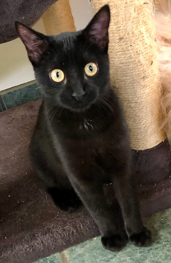 Enlarge Ziggy Stardust, a Adopted mixed breed in Ventura, CA image 2/5