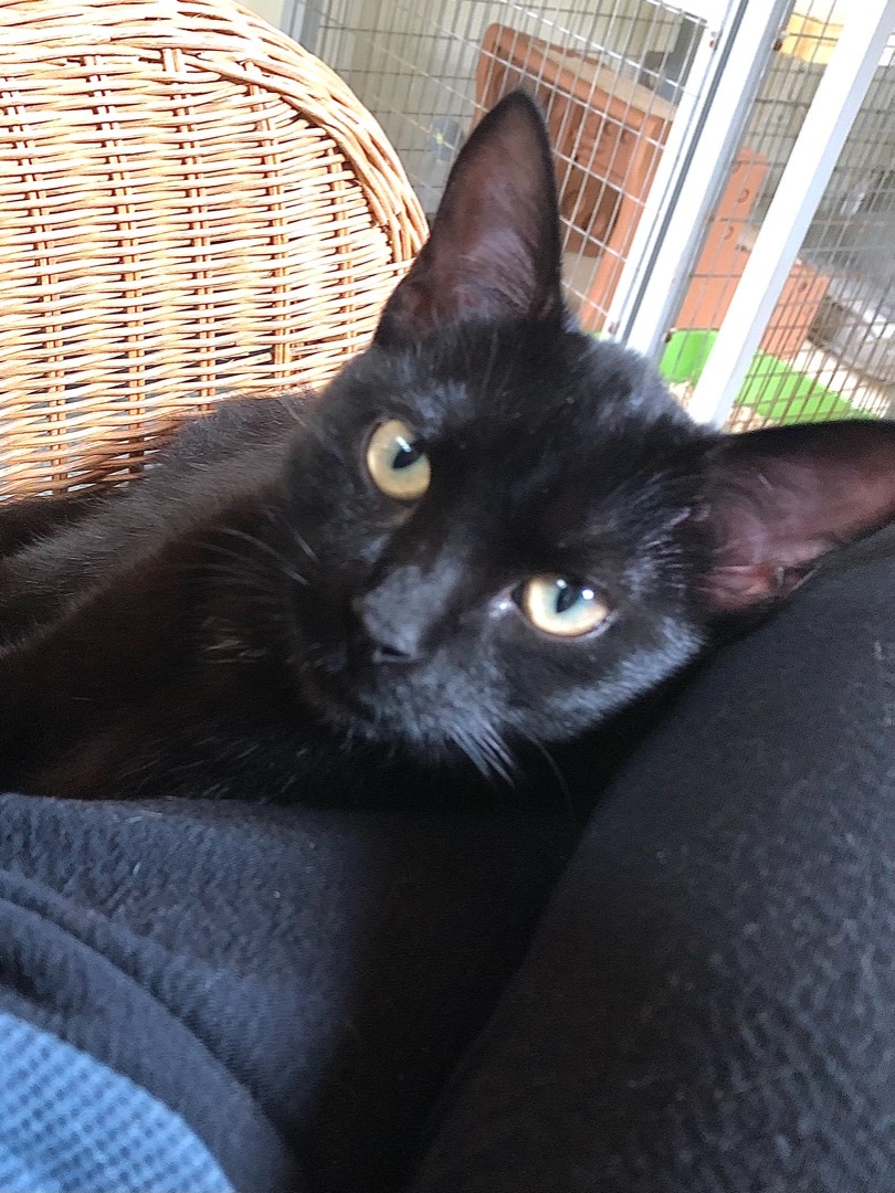 Enlarge Ziggy Stardust, a Adopted mixed breed in Ventura, CA image 4/5