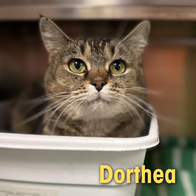 Dorthea, Adoptable, Adult Female Domestic Medium Hair.