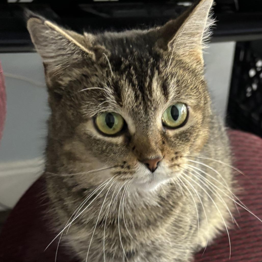 Enlarge Dorthea, a Adoptable Domestic Medium Hair in Oak Ridge, TN image 2/5