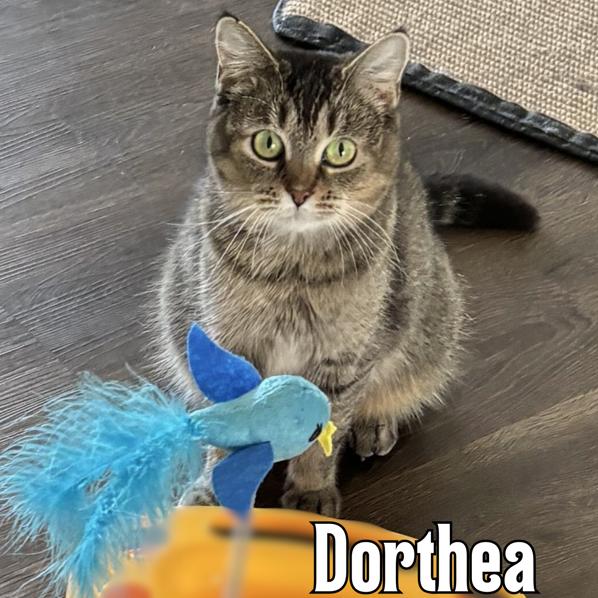 Enlarge Dorthea, a Adoptable Domestic Medium Hair in Oak Ridge, TN image 3/5