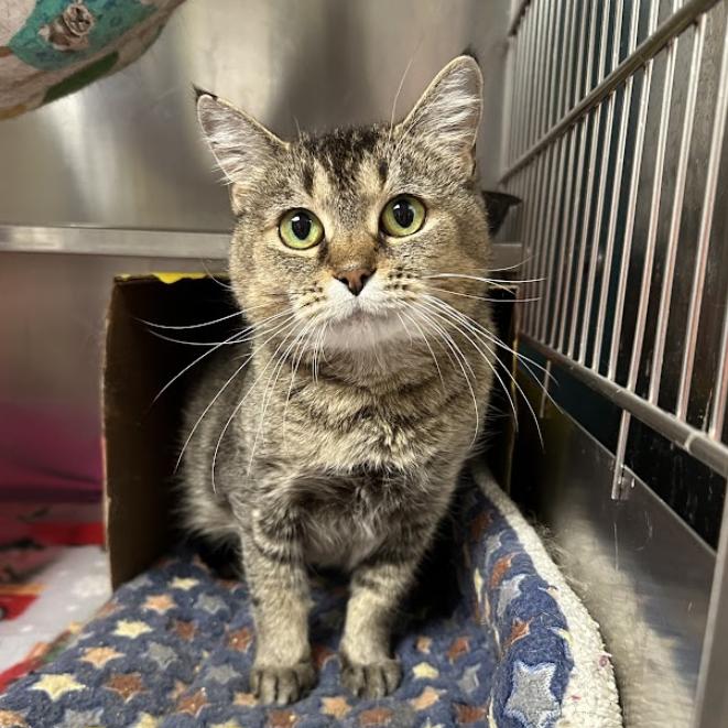 Enlarge Dorthea, a Adoptable Domestic Medium Hair in Oak Ridge, TN image 4/5