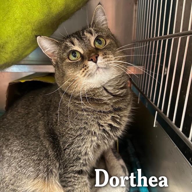 Enlarge Dorthea, a Adoptable Domestic Medium Hair in Oak Ridge, TN image 5/5
