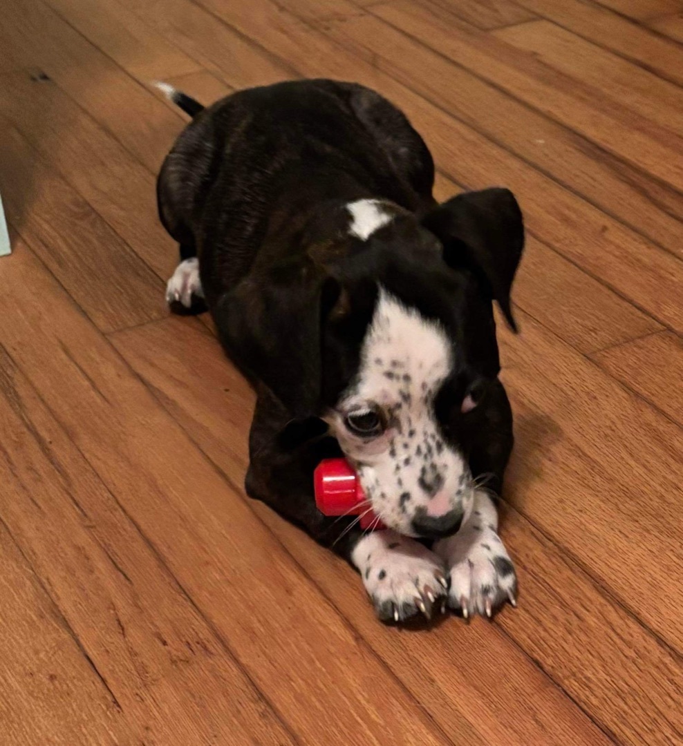 Dog for adoption Sprinkles, a Mixed Breed in Hopkinsville, KY Petfinder