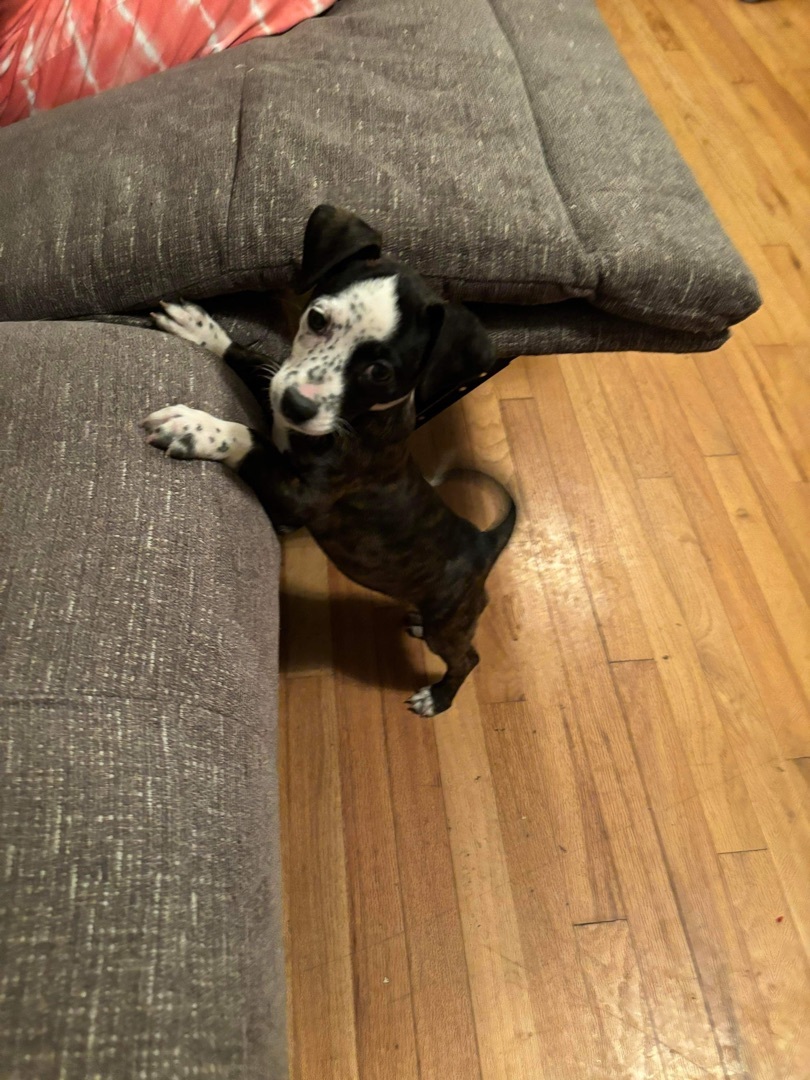 Dog for adoption Sprinkles, a Mixed Breed in Hopkinsville, KY Petfinder