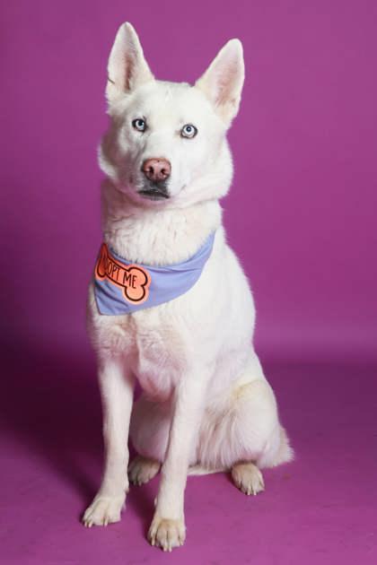 Enlarge Duchess (92004), a ADOPTABLE mixed breed in Spanish Fork, UT image 1/1