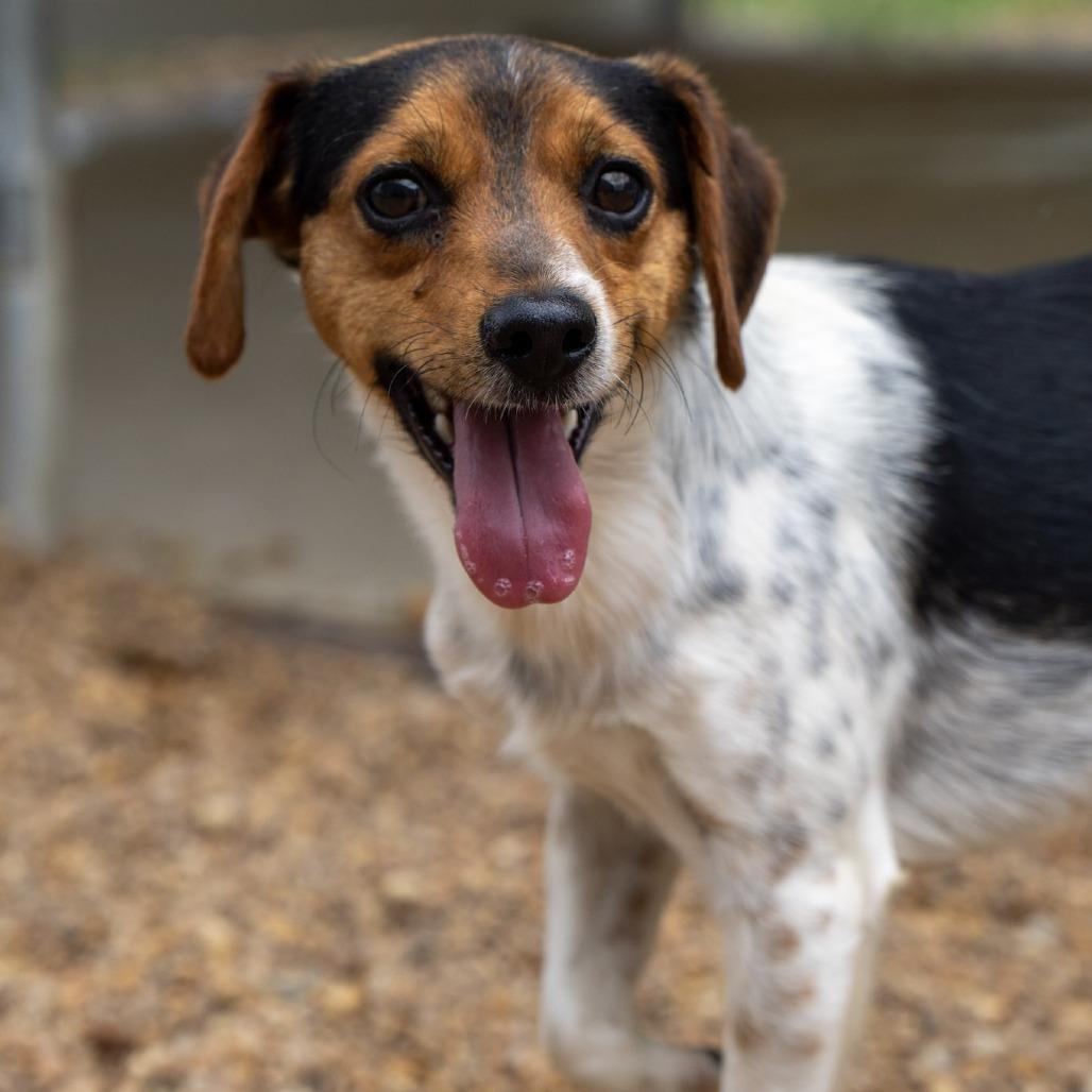 Watson, Adoptable, Adult Male Beagle.