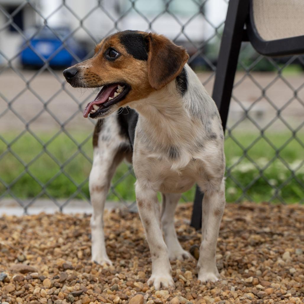 Watson, a Adoptable Beagle in Elizabeth City, NC image 2/6