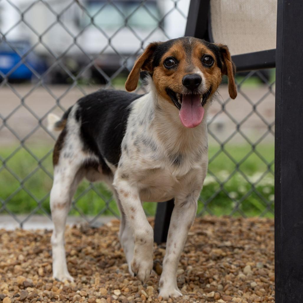Watson, a Adoptable Beagle in Elizabeth City, NC image 3/6