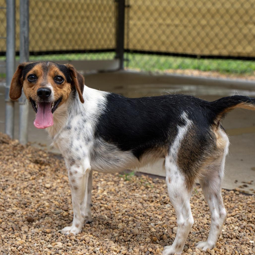 Watson, a Adoptable Beagle in Elizabeth City, NC image 4/6